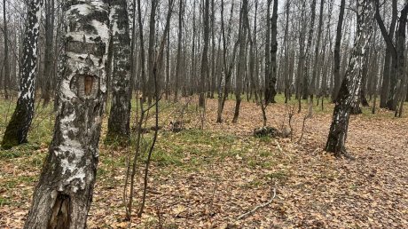 С кустов и деревьев на Олимпийской аллее сняли «украшения»